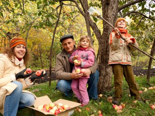 Дети и родители собирают яблоки